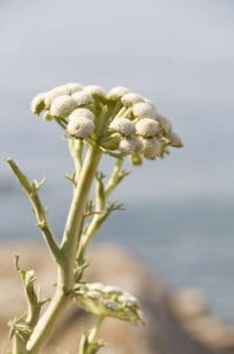 Wormwood Essential Oil 1 fl oz (30 ml) - 100% Pure and Natural by Silky Scents