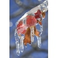 thumbnail image 2 of Delisle, Gilles 11x14 White Modern Wood Framed Museum Art Print Titled - Canada, Quebec Ice-coated oak leaves after storm, 2 of 4