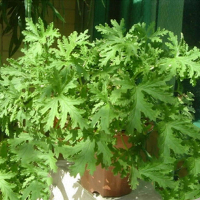Citronella Geranium Seeds