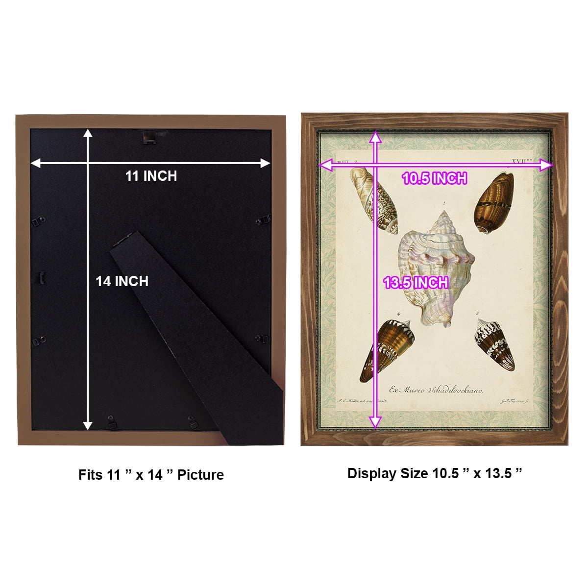 Bookplate Shells IV - Framed Print w/glass - Walnut