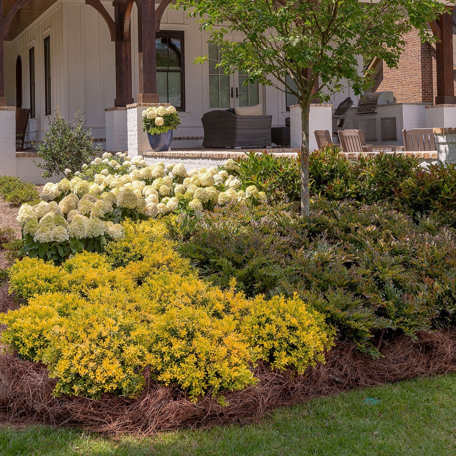 Southern Living Touch of Gold Holly Live Shrub in 2.5-Quart Grower Pot