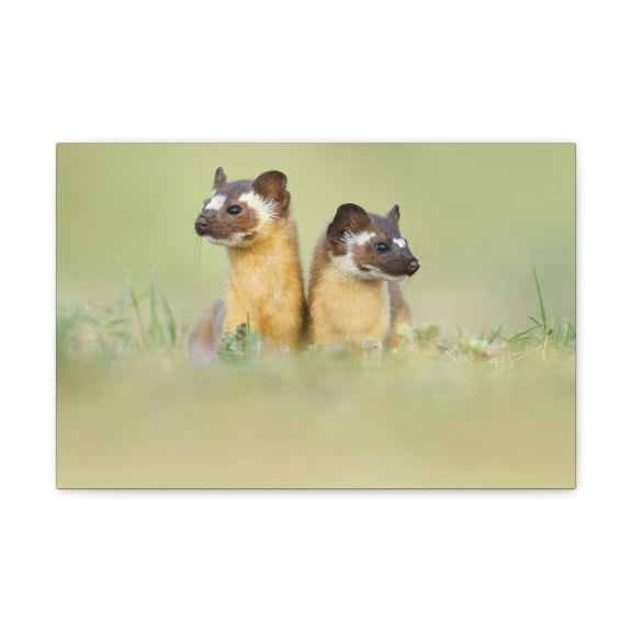 Weasel Couple Weasel Couple Print Animal Wall Art Wildlife Canvas Prints Wall Art Ready to Hang Unframed