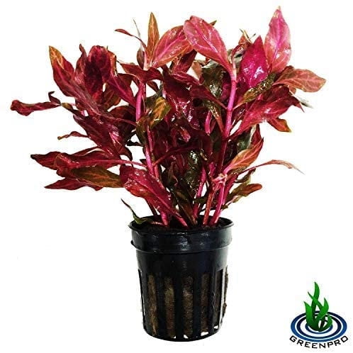Alternanthera Reineckii Rosanervig Potted Live Aquarium Plants Easy Super Red Plants Walmart Com Walmart Com
