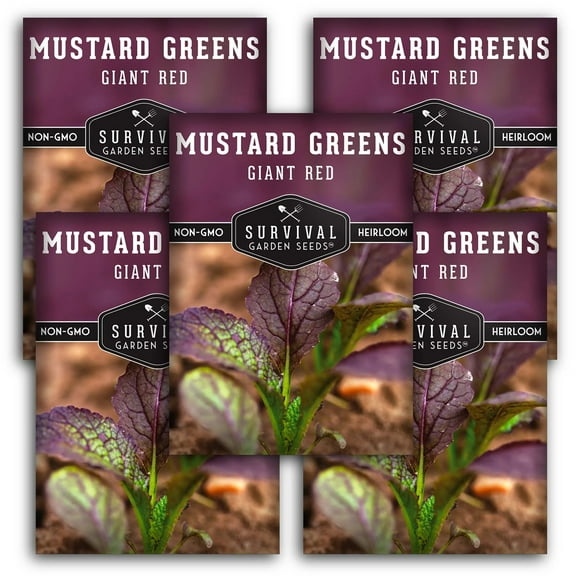 5 Packs Giant Red Mustard Greens Seeds - Non-GMO Heirloom Full Sun Biennial Vegetable