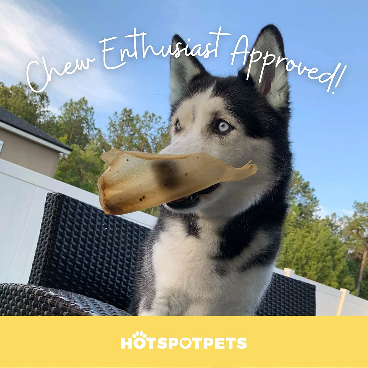 Hotspot Pets Cow Ears for Dogs - Grain Free Fully Digestible Rawhide Alternative - 3-5'' Ears (10 Pack)