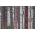 thumbnail image 2 of Bush, Marie 18x13 Black Ornate Wood Framed with Double Matting Museum Art Print Titled - USA, California, Yosemite NP Pine trees in fog, 2 of 4