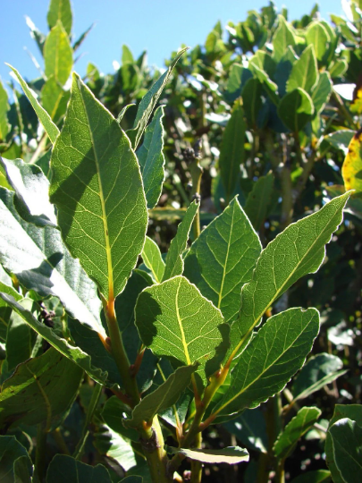 Laurus nobilis - 'Bay Leaf Tree' - Bay Laurel or Sweet Bay - (1)Live Plant, 4 inch sized pot -