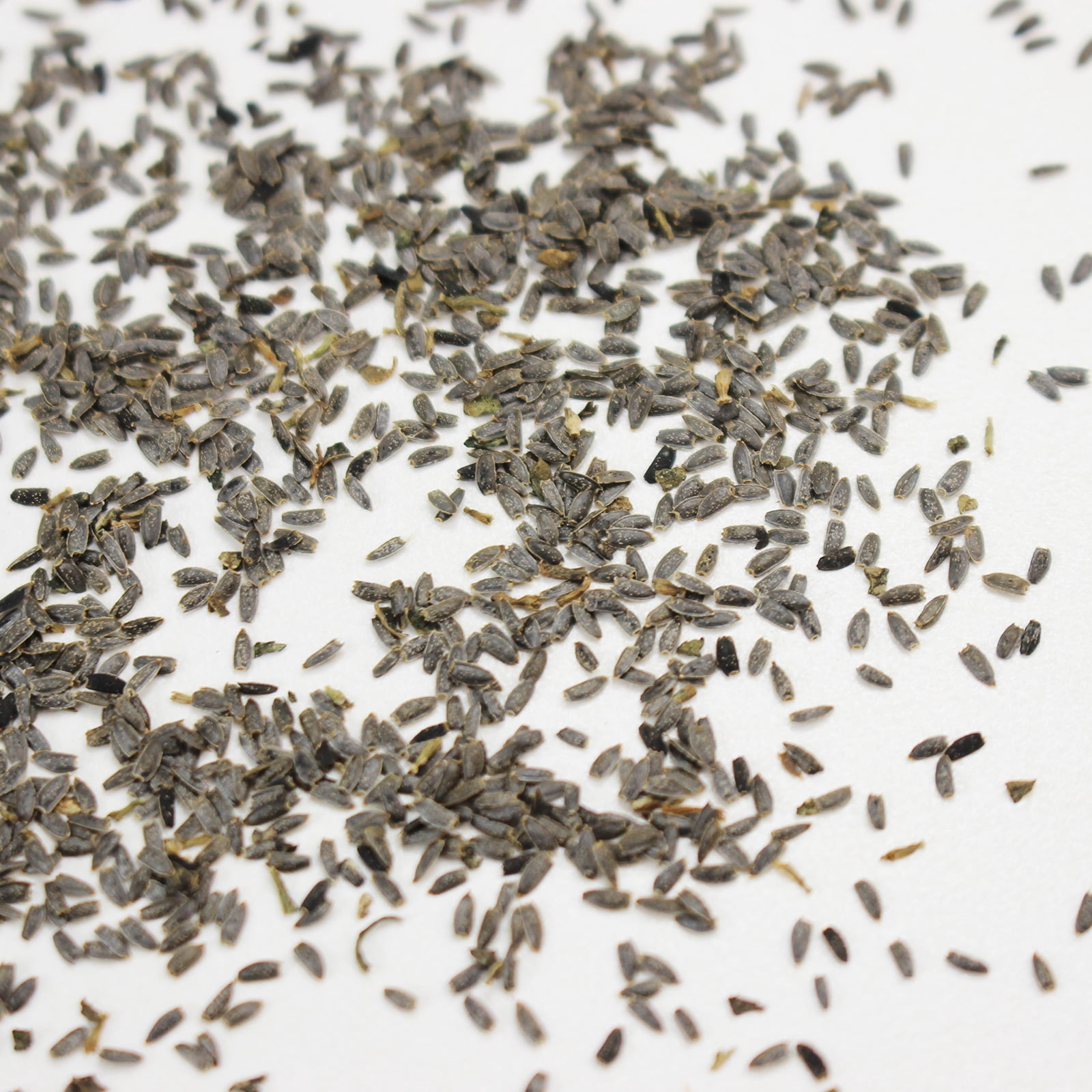 Paracress Seeds - 1 Oz - Non-GMO Medicinal Herb Garden & Microgreens Seeds - AKA: Toothache Plant, Electric Daisy, Eyeball Plant, Peek-A-Boo, Electric Buttons