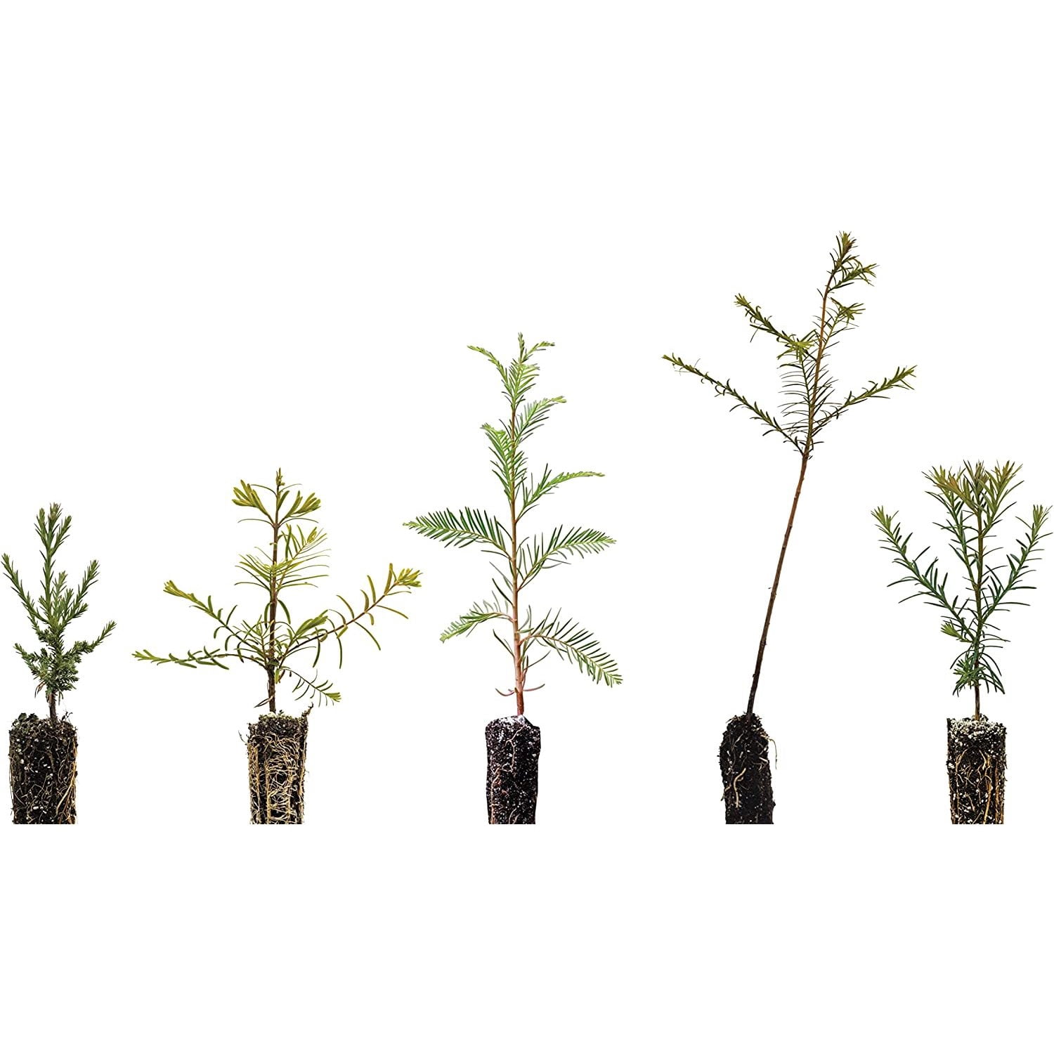 Redwoods of The World Collection of 5 Tree Seedlings The Jonsteen