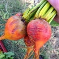 thumbnail image 2 of Touchstone Gold Beet Seeds, 2 of 4