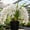 B, variant on Variegated Cymbidium, Hardy Perennial Fragrant Garden Decor for Plant Hangers & Indoor Low Maintenance