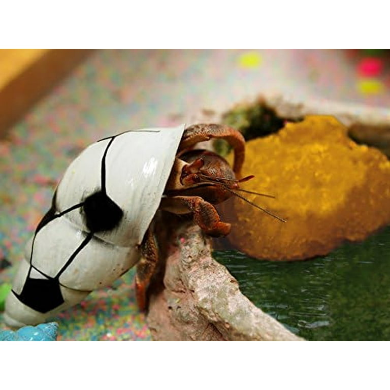 Hermit Crab Sponge Portable Water Absorbent Humidity Maintaining Drinking  Fish Tank Supplies - AliExpress