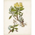 thumbnail image 2 of Unknown 15x18 White Modern Wood Framed Museum Art Print Titled - Antique Botanical Study IV, 2 of 4