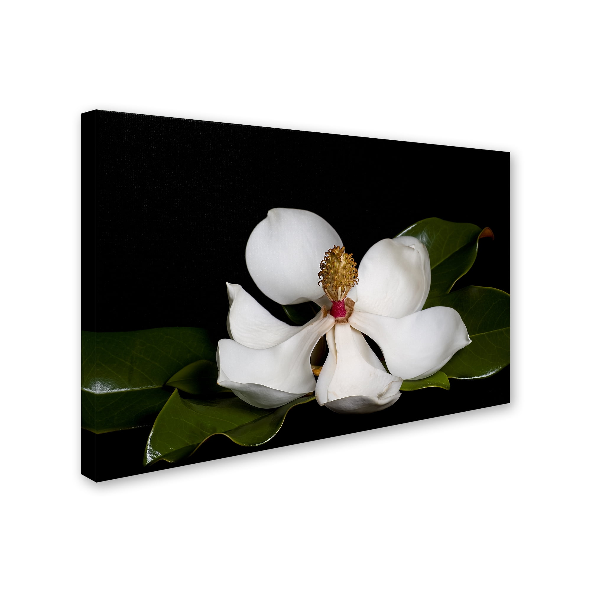 Trademark Fine Art 'Magnolia' Canvas Art by Lori Hutchison