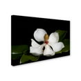thumbnail image 2 of Trademark Fine Art 'Magnolia' Canvas Art by Lori Hutchison, 2 of 3