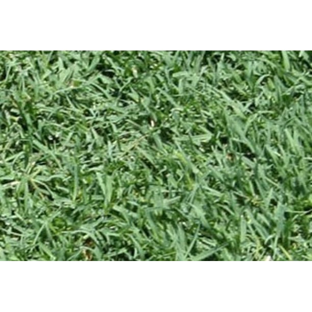 Bimini Bermuda Grass Plugs 2 Trays