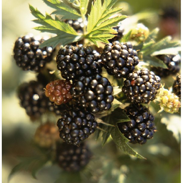 Marion BlackberryRaspberry Hybrid Plant Heavy Yield 2.5" Pot