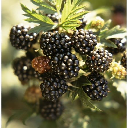 - Marion Blackberry-Raspberry Hybrid Plant - Heavy Yield - 2.5