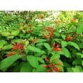 thumbnail image 4 of Firebush Dwarf  1 Extra Large 3 Gallon Plant  Hamelia Patens  Hardy Outdoor Shrub  Garden Landscape Addition, 4 of 9