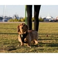 thumbnail image 5 of EcoBark Classic Dog Harness Max Comfort Eco-Friendly No Pull Pet Vest Puppy Harness for Small Large Dogs, 5 of 9