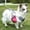 Pet Poop Bags Under $5 A5, variant on Pet Poop Bags, Yannianjz Dog Poop Bags Dispenser, Outdoor Pet Waste Bag Holder with Metal Clip, Portable Pet Garbage Bag for Walking, Travel, Park, Easy Dispense