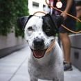 thumbnail image 4 of Laisse d'Entraînement pour Chien Antidérapante avec Anneau en P de Contrôle (Animal Réfléchissant pour l'Obéissance), 4 of 5