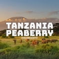 thumbnail image 6 of Volcanica Coffee Tanzania Peaberry Coffee - 16 oz., Whole Bean, 6 of 6