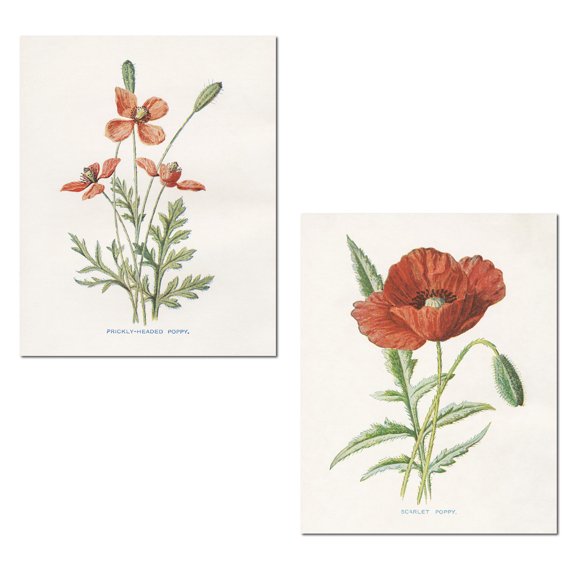 Red and Off-White Old-Fashioned Botanical Poppy Floral Adult Set; 2- 11" x 14" Unframed Prints