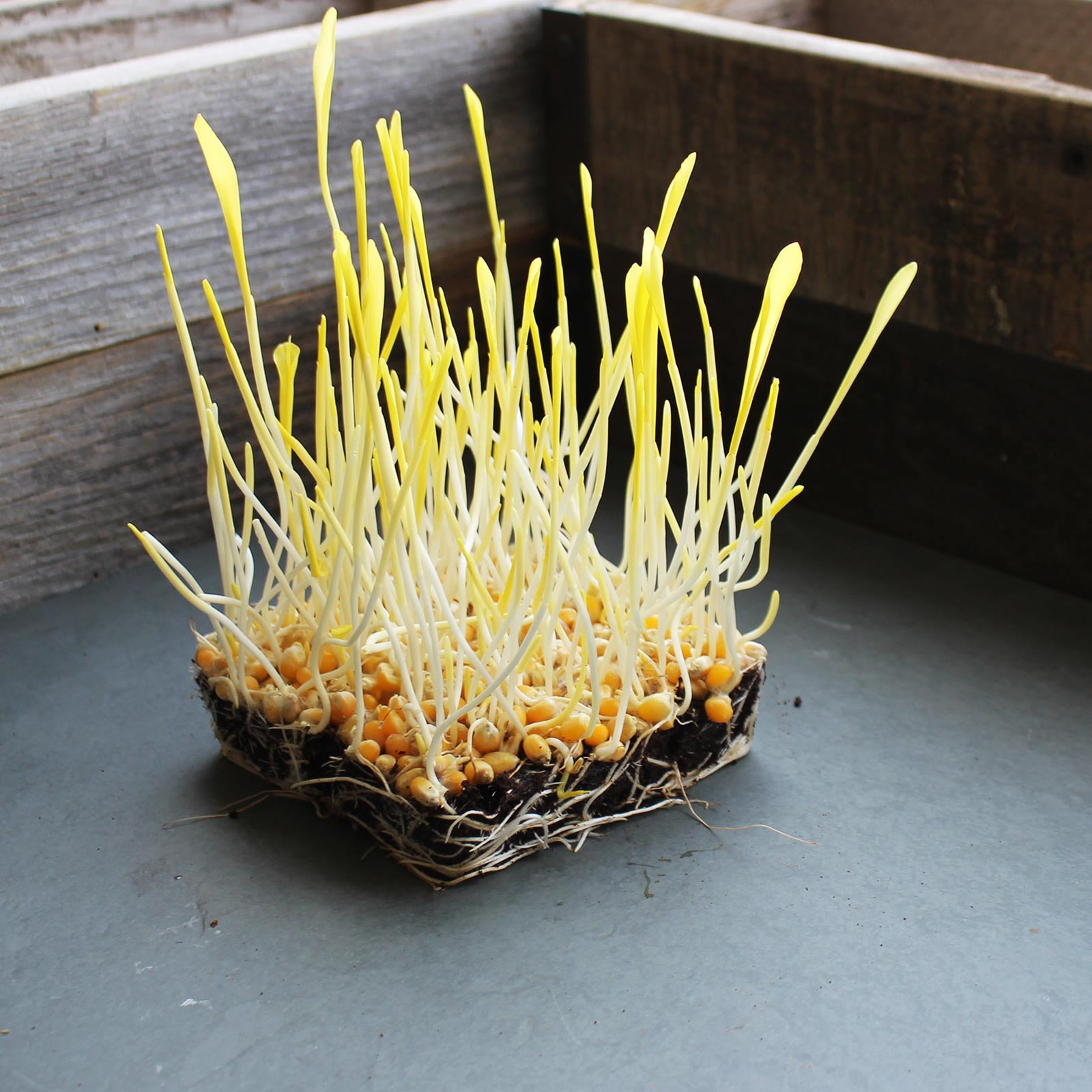 Yellow Popcorn Garden Seeds 1 Lb NonGMO, Organic, Heirloom