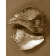 thumbnail image 2 of Stramel, Renee W. 26x32 Gold Ornate Wood Framed with Double Matting Museum Art Print Titled - Sensual Shells II, 2 of 4
