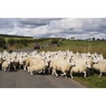 thumbnail image 2 of Posterazzi DPI12300973 A Flock of Sheep Cross A Road - Northumberland England Poster Print by John Short, 19 x 12, 2 of 4