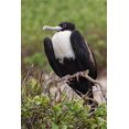 thumbnail image 2 of Jones, Adam 17x24 White Modern Wood Framed Museum Art Print Titled - Female Great frigatebird-Genovesa Island-Ecuador, 2 of 4