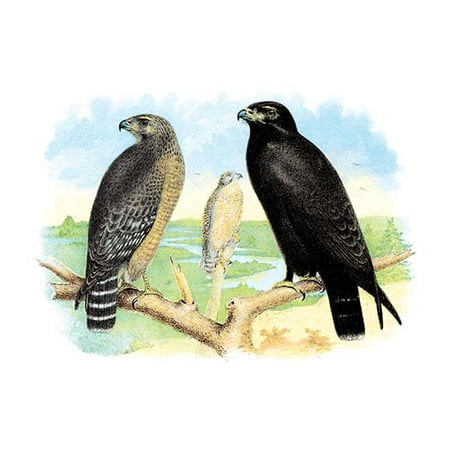 Download Red Shouldered Hawk or Buzzard, American Rough-Legged Hawk ...