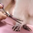thumbnail image 4 of Juego de tijeras de peluquería canina 9, herramienta de aseo profesional para mascotas con punta redonda de seguridad de acero inoxidable, Kit de 5 piezas, rectas, curvas, 4 of 5