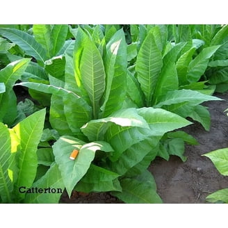 1000 Ohio Dutch Tobacco Seeds