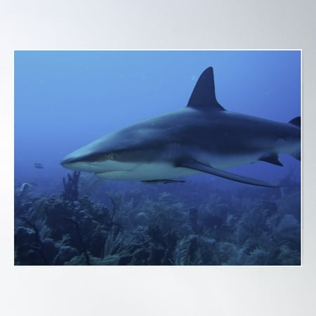 Reef Shark And His Ramora Poster Wall Art, Modern Wall Decor For Living Room Bedroom, 24x36 UNFRAMED