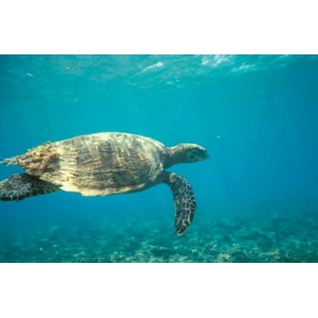 Hawksbill Turtle Mayotte Island Comoros Africa Canvas Art - Pete Oxford DanitaDelimont (35 x 23)