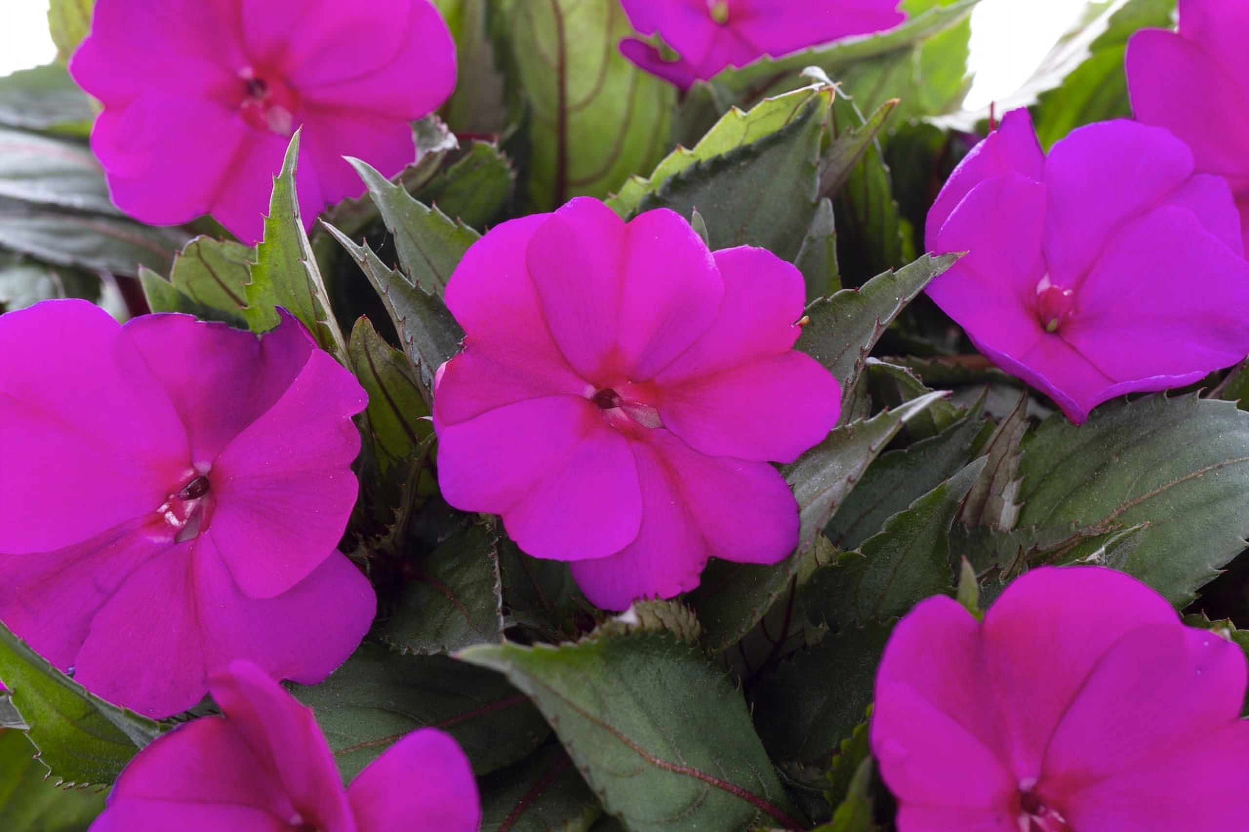 SunPatiens 2.5QT Pink Impatiens Live Annual Plant Sun 3-Pack