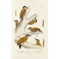 thumbnail image 2 of Alfred Malherbe 13x18 Black Ornate Wood Framed Double Matted Museum Art Print Titled - Monograph of Picidae Pl01 (1861-1862), 2 of 5