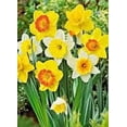 thumbnail image 2 of 50 Daffodil Narcissus Mix 60 Days of Daffodils Bubls, 2 of 4