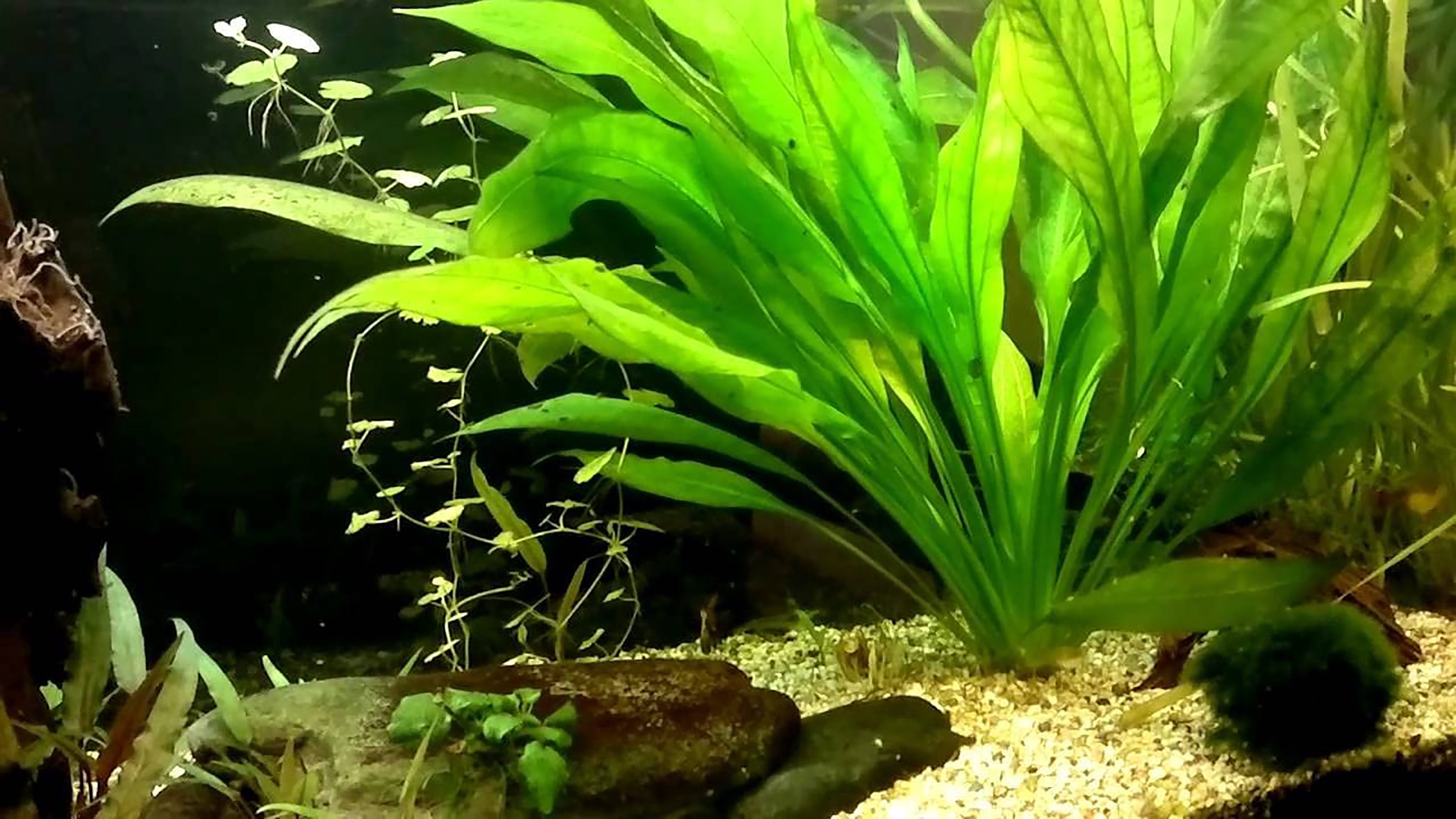 Amazon Sword Echinodorus Bleheri (3 Pack Potted - 5-8 Inches) Live Aquarium Plants BUY 2 GET 1 FREE