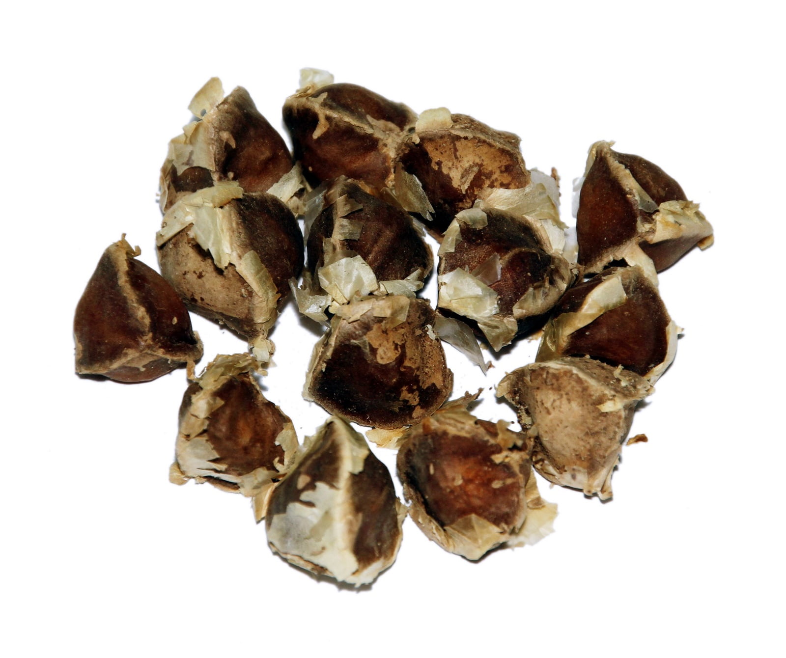 Moringa Oleifera Seeds (Semillas de Moringa) 1 oz