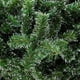 thumbnail image 2 of Arbol de Navidad NAVIPLASTIC Majestic Nevado 160cm Pino Artificial, 2 of 3
