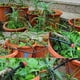 thumbnail image 2 of Sistema de riego para jardín Laklulu, kit de riego automático por microgoteo, sistema de riego por goteo para plantas de jardín (manguera de goteo de 30 m), 2 of 3
