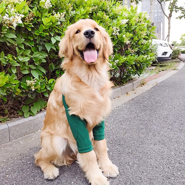 Adjustable Breathable Dog Elbow Brace, Effective Recovery , Pet Elbow For Small Medium Large Dogs With Leg Wounds