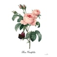 thumbnail image 3 of Sophie 6 15x18 Black Modern Framed Museum Art Print Titled - Rose Centifolia, 3 of 5