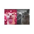 thumbnail image 2 of Camiseta "Born To Dilly Dally Obligado a Encerrarse", camiseta con meme de gato, camiseta de gato tonto, camiseta de encierro, 2 of 6