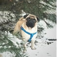 thumbnail image 3 of Waterproof Dog Harness | Reflective Padded Harness with Adjustable Neck and Chest | Great for Outdoor Hiking, Training & Swiming for Large, Small and Medium Dogs - Light Green, 3 of 43