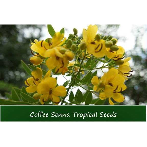 Tropical Seeds  - Coffee Senna -10 Seeds -Small Evergreen  - Cassia occidentalis- Serendipity Seeds