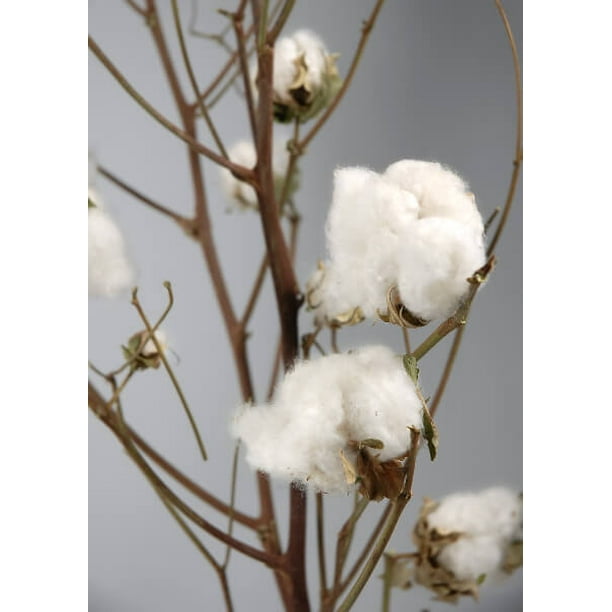 Real Cotton Stalks 27in. 12 Branches & Each Branch Stands 27in. Tall